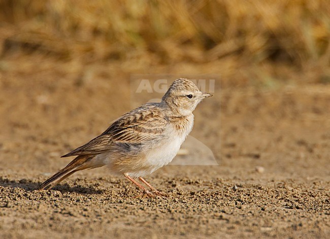 Short-toed Lark standing on the ground; Kortteenleeuwerik  staand op de grond stock-image by Agami/Markus Varesvuo,