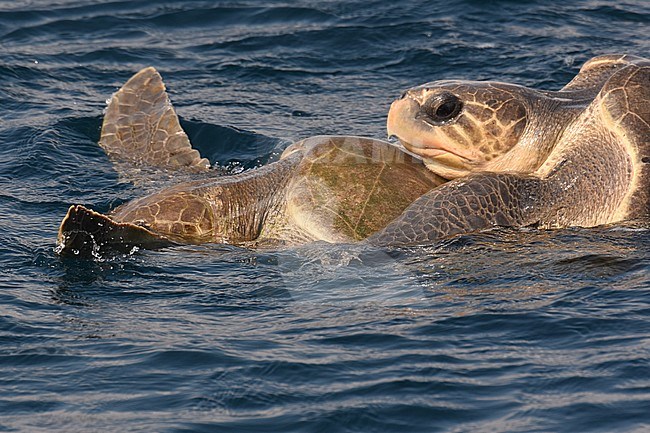 Parende Warana's; Mating Olive Ridley sea Turtle's at sea stock-image by Agami/Laurens Steijn,