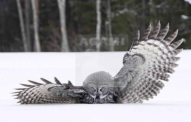 Great Grey Owl adult hunting; Laplanduil volwassen jagend stock-image by Agami/Jari Peltomäki,
