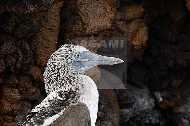 Closeup of the head of a Blue-footed Booby (Sula nebouxii) on the Galapagos islands. stock-image by Agami/Laurens Steijn,
