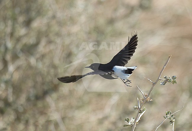Immature White-crowned Wheatear (Oenanthe leucopyga) taking off. Bird seen in flight showing upper parts. stock-image by Agami/Kari Eischer,