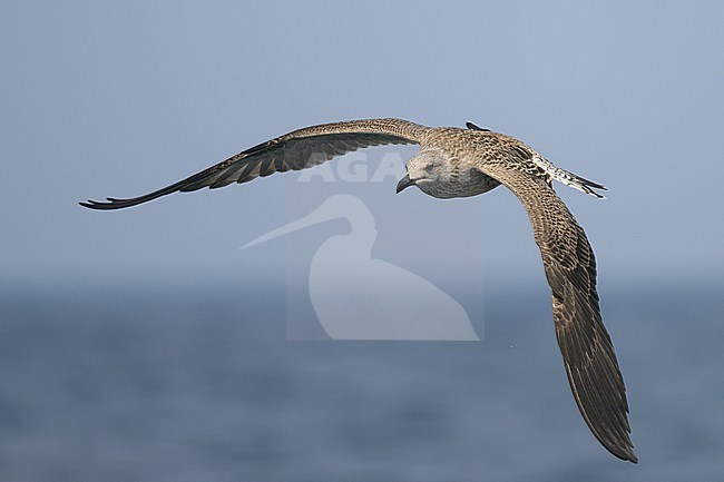 Lesser black-backed gull (Larus fuscus), juvenile, flying, with the sea and the sky as background. stock-image by Agami/Sylvain Reyt,