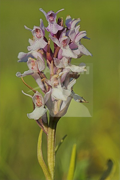 Rietorchis; Western Marsh Orchid stock-image by Agami/Menno van Duijn,