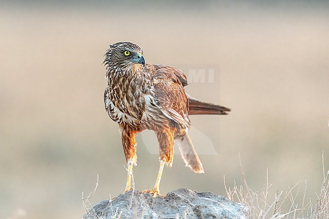 Marsh Harrier on the outlook stock-image by Agami/Onno Wildschut,