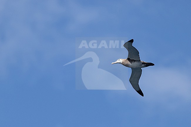 Immmature Tristan Albatross, Diomedea dabbenena, at sea near Tristan da Cunha. stock-image by Agami/Yann Muzika,