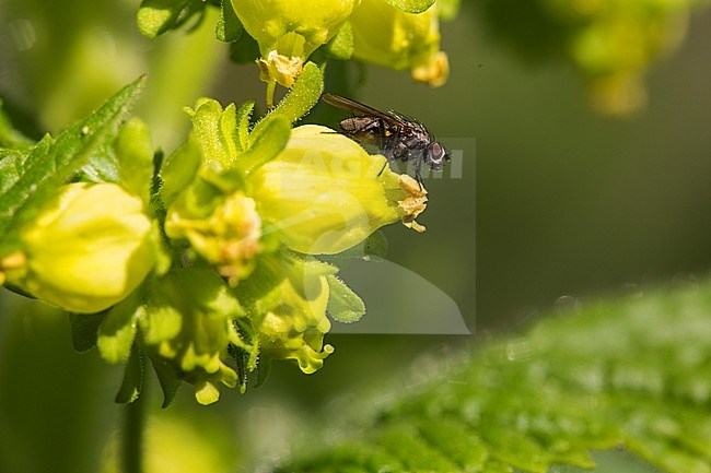 Yellow Figwort flowers stock-image by Agami/Wil Leurs,
