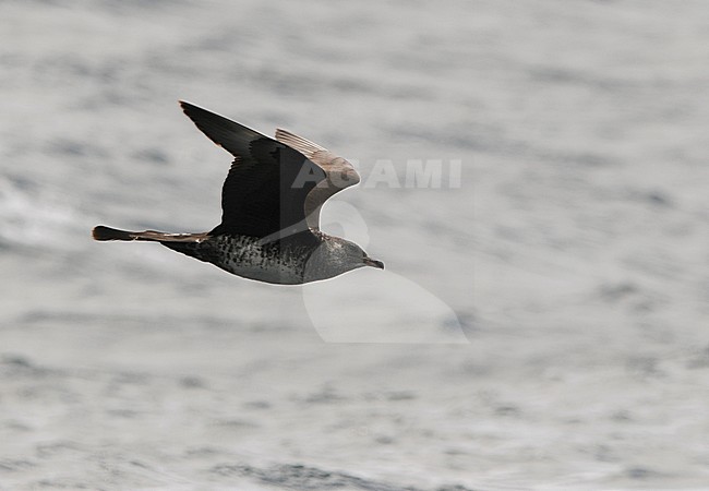 Adult Pomarine Skua (Stercorarius pomarinus) in flight over the Altantic ocean off the coast of northern Spain in the Bay of Biscay. Showing under wing pattern. stock-image by Agami/Dani Lopez-Velasco,