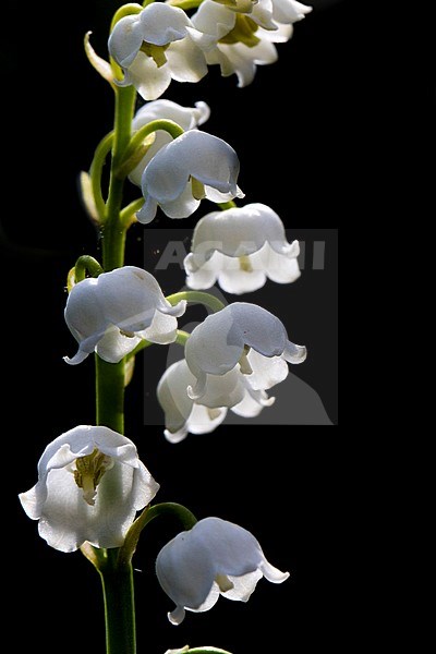 Lily of the valley, Convallaria majalis stock-image by Agami/Wil Leurs,