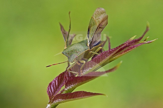  stock-image by Agami/Rob Olivier,