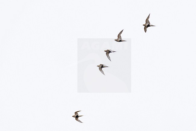 Flock of pallas's sandgrouse (syrrhaptes paradoxus) in flight, found in Dornod Aimag in Mongolia stock-image by Agami/Mathias Putze,
