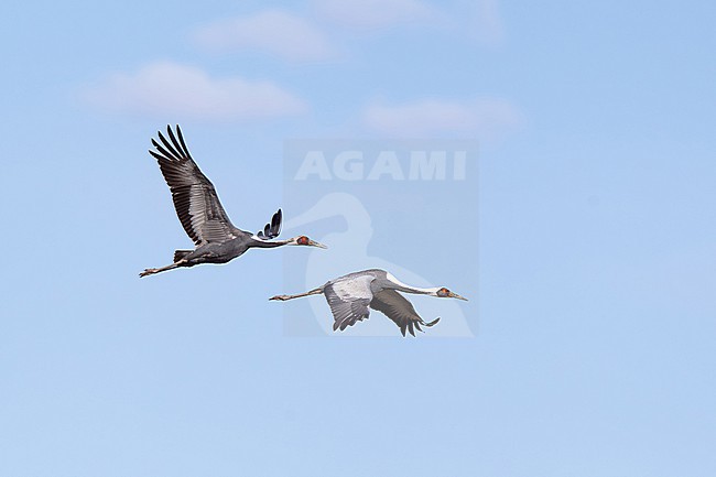 couple of adult white-naped crane (antigone vipio), found in eastern Mongolia in Dornod Aimag stock-image by Agami/Mathias Putze,