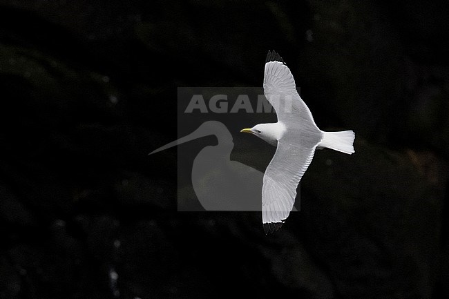 Black-legged Kittiwake (Rissa tridactyla), adult in flight seen from the above, Southern Region, Iceland stock-image by Agami/Saverio Gatto,