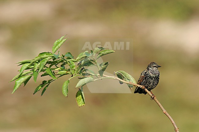 Common Starling adult perched on branch Netherlands, Spreeuw adult zittend op tak Nederland stock-image by Agami/Menno van Duijn,