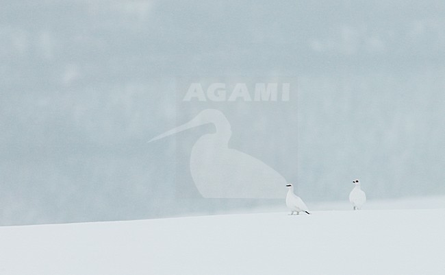Alpensneeuwhoen, Rock Ptarmigan, lagopus muta stock-image by Agami/Markus Varesvuo,