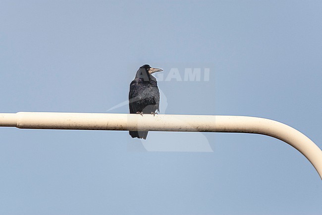 Rook (Corvus frugilegus) in the Netherlands. Sitting on a street lamp post. stock-image by Agami/Marc Guyt,