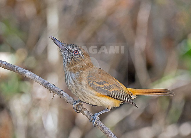 Bright-rumped attila (Attila spadiceus) in Western Mexico. stock-image by Agami/Pete Morris,