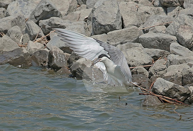 Gull-billed Tern, Gelochelidon nilotica hunting for crap with succes, standing in the water with open wings. stock-image by Agami/Fred Visscher,