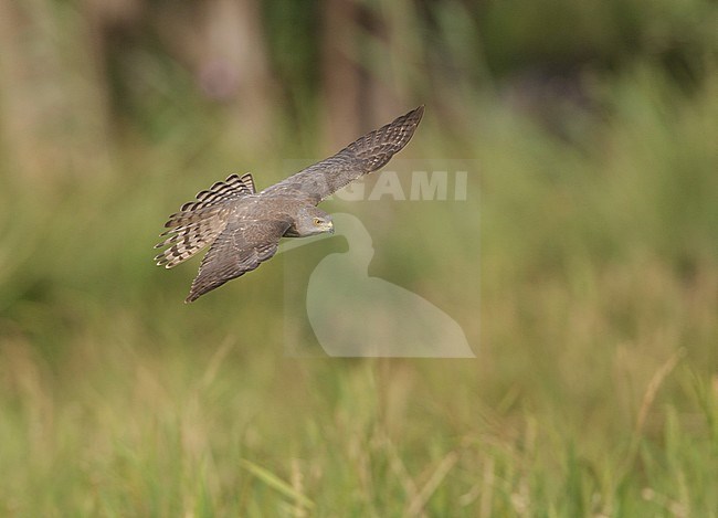 Shikra, Accipiter badius cenchroides stock-image by Agami/Arie Ouwerkerk,