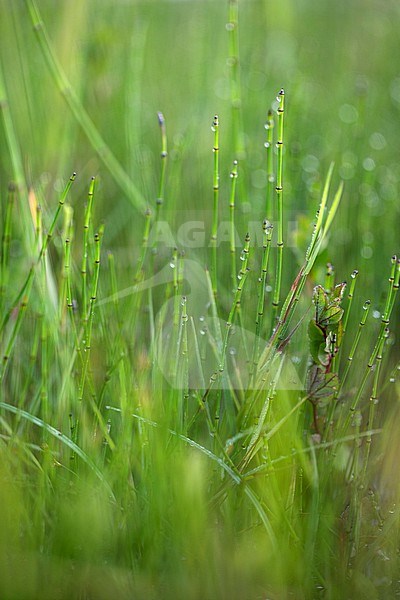 Variegated Horsetail, Equisetum variegatum stock-image by Agami/Wil Leurs,