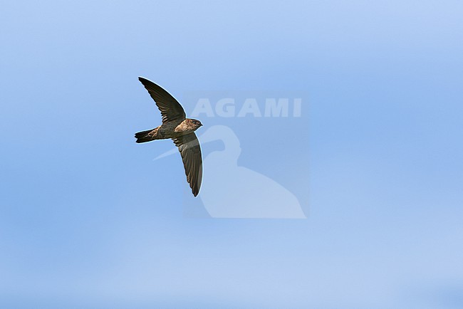 Edible-nest Swiftlet (Aerodramus fuciphagus) flying against a blue sky as a background stock-image by Agami/Tomas Grim,