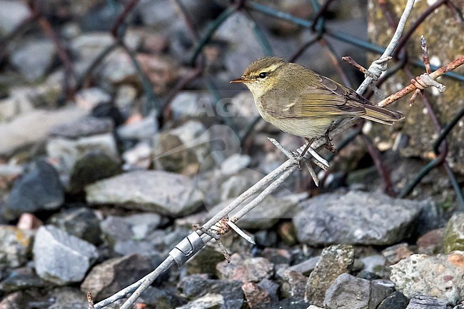 Greenish Warbler as a vagrant in Zeebrugge, West Flanders, Belgium. September 2016. stock-image by Agami/Vincent Legrand,