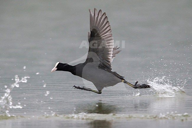 Meerkoet rennend over het water; Eurasian Coot running over water stock-image by Agami/Daniele Occhiato,