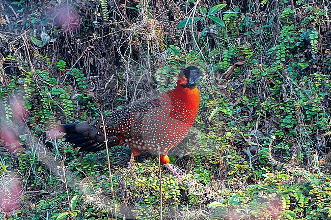 Adult male Satyr Tragopan, Tragopan satyra, in Nepal. Also known as the crimson horned pheasant. stock-image by Agami/Dani Lopez-Velasco,