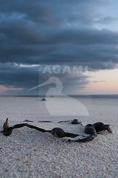 Norwegian kelp (Ascophyllum nodosum) on a German beach stock-image by Agami/Ralph Martin,