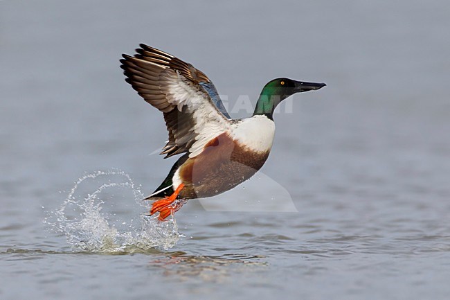 Mannetje Slobeend in de vlucht; Male European Shoveler in flight stock-image by Agami/Daniele Occhiato,