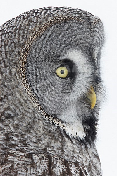 Laplanduil kop beeldvullend; Great Grey Owl head close-up stock-image by Agami/Markus Varesvuo,