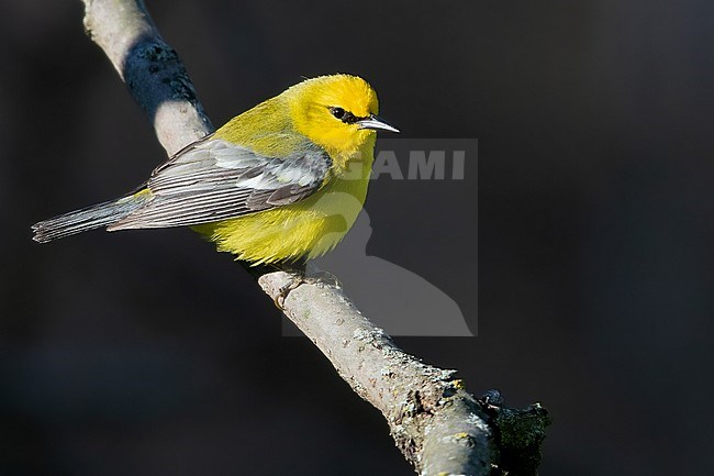 Blue-winged Warbler (Vermivora cyanoptera) adult male perched stock-image by Agami/Dubi Shapiro,