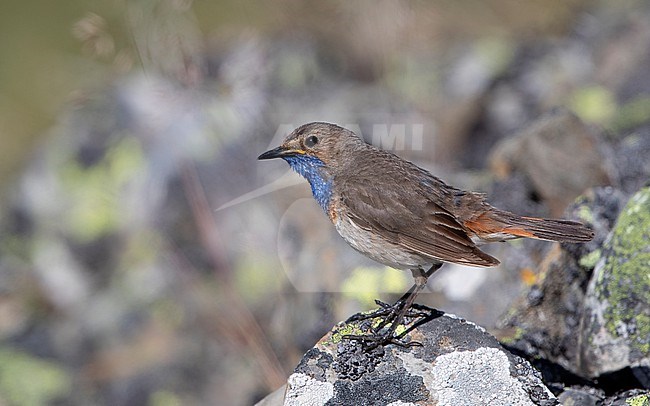 Adult male Iberian Bluethroat (Luscinia svecica azuricollis) perched on a rock at the Cantabrian Mountains, Castillia y Leon, Spain stock-image by Agami/Helge Sorensen,