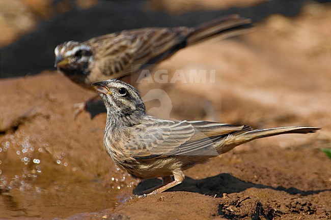 Berggors bij drinkplaats; Cinnamon-breasted Bunting at drinking site stock-image by Agami/Daniele Occhiato,