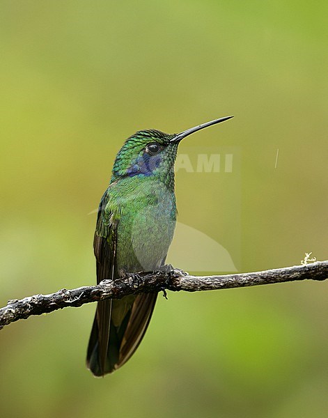 Lesser Violetear (Colibri cyanotus crissalis) (subspecies) perched on a branch, Cusco, Peru, South-America. stock-image by Agami/Steve Sánchez,