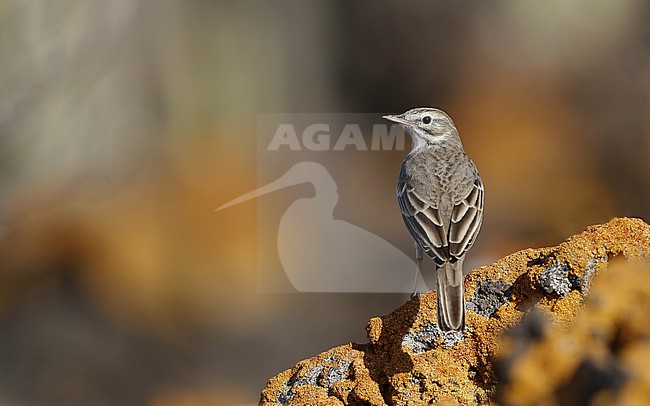 Berthelot's Pipit (Anthus berthelotii berthelotii) perched on a rock at la Rasca, Tenerife, Canary Islands stock-image by Agami/Helge Sorensen,