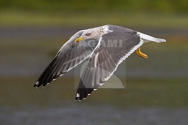 Kleine Mantelmeeuw; Lesser Black-backed Gull; Larus fuscus stock-image by Agami/Daniele Occhiato,