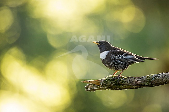 Adult male Ring Ouzel (Turdus torquatus alpestris) in Alp mountain forest Germany (Baden-Württemberg). stock-image by Agami/Ralph Martin,
