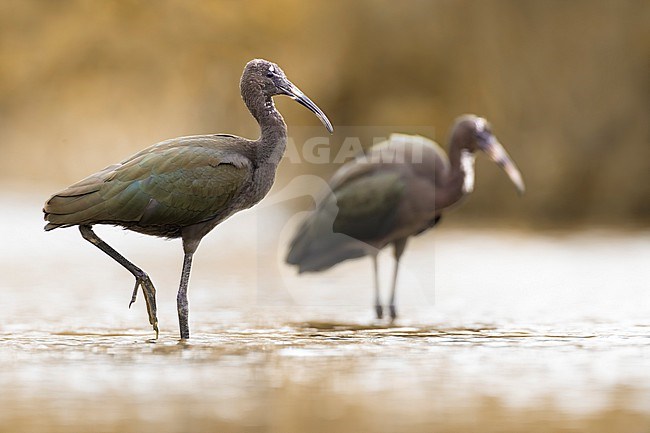 Glossy Ibis, Plegadis falcinellus, in Italy. stock-image by Agami/Daniele Occhiato,