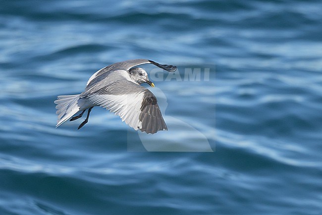 Mouette de Sabine (Sabine's gull) flying, with the sea as background. stock-image by Agami/Sylvain Reyt,