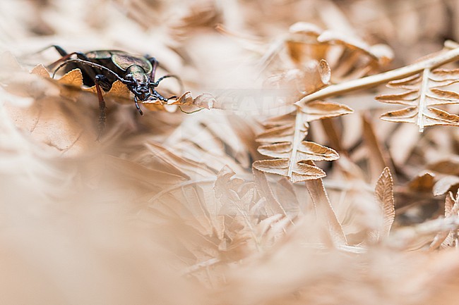 Carabus silvestris - Bergwald-Laufkäfer, Germany (baden-Württemberg), imago, male stock-image by Agami/Ralph Martin,