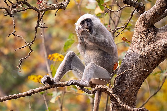 Terai Grey Langur, Semnopithecus hector. one langur sitting in a tree; eating stock-image by Agami/Hans Germeraad,