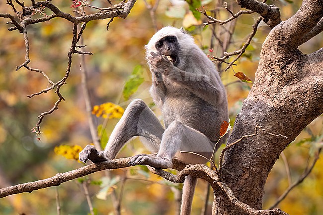 Terai Grey Langur, Semnopithecus hector. one langur sitting in a tree; eating stock-image by Agami/Hans Germeraad,