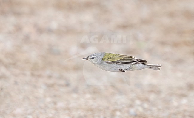 Adult male Tennessee Warbler (Leiothlypis peregrina) in flight during migration stock-image by Agami/Ian Davies,