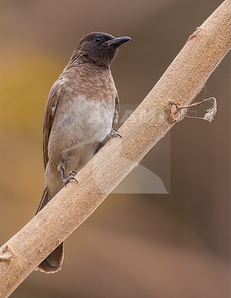 Common Bulbul (Pycnonotus barbatus arsinoe) in Egypt. stock-image by Agami/Daniele Occhiato,