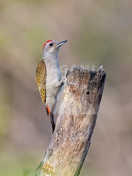 Side view of a male African Grey Woodpecker (Dendropicos goertae). Gambia, Africa stock-image by Agami/Markku Rantala,