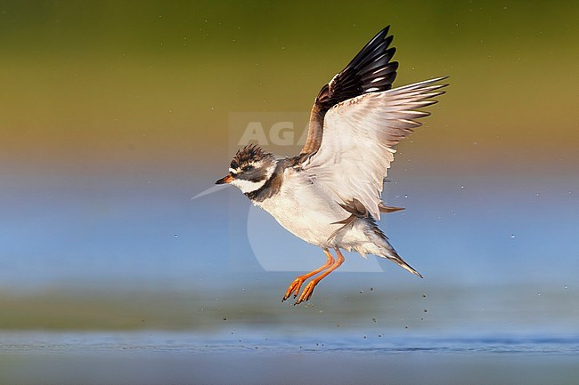 Common Ringed Plover (Charadrius hiaticula) in Italy. stock-image by Agami/Daniele Occhiato,