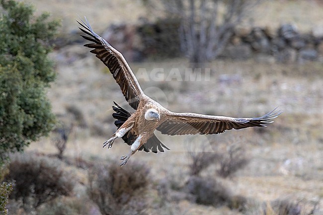 Griffon Vulture starts landing stock-image by Agami/Onno Wildschut,