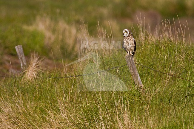 Velduil zittend op paal; Short-eared Owl perched on pole stock-image by Agami/Menno van Duijn,