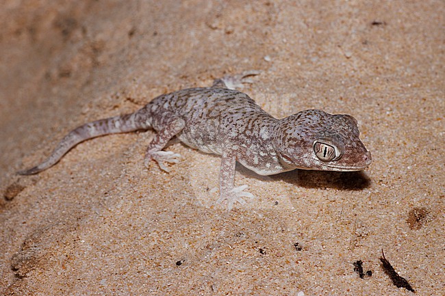 Eastern Sand Gecko (Stenodactylus leptocosymbotes) taken the 25/02/2023 at Al-Wusta - Oman. stock-image by Agami/Nicolas Bastide,
