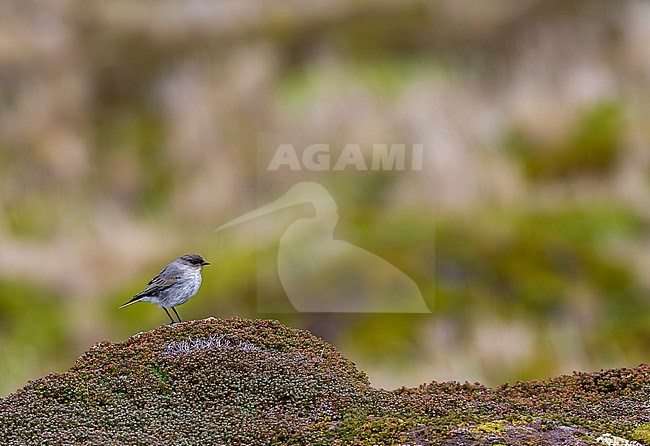 Dark-faced ground tyrant (Muscisaxicola maclovianus)  in Argentina. stock-image by Agami/Marc Guyt,